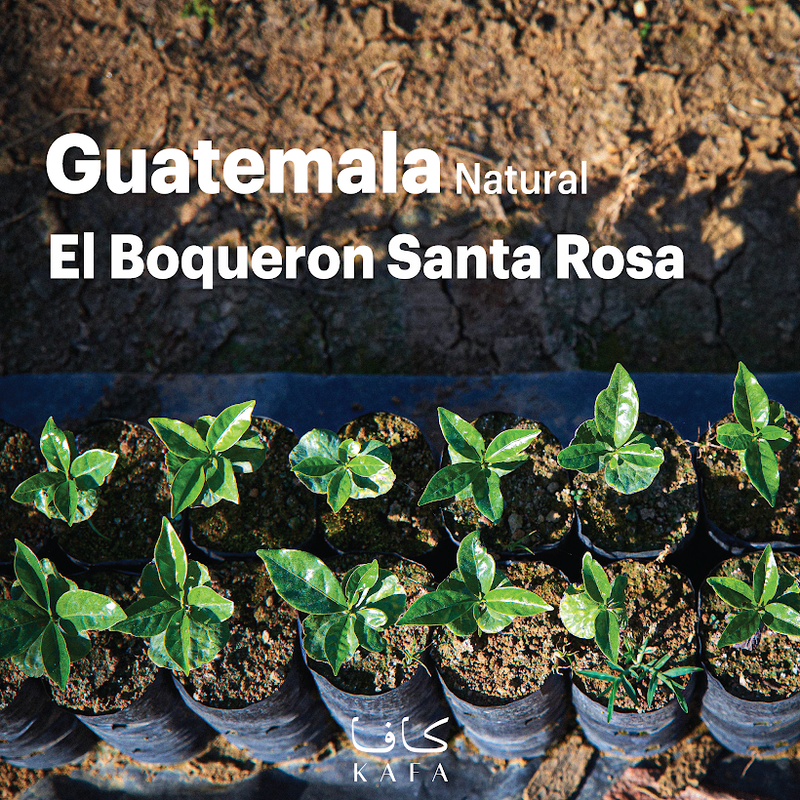 Guatemala El Boqueron Santa Rosa Natural (69 KG) - P18723