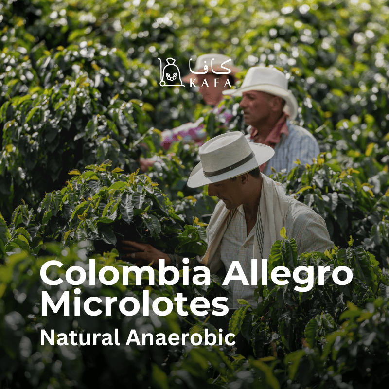 Colombia - Allegro Microlotes Natural Anaerobic (70KG) - E240202 Colombia - Allegro Microlotes Natural Anaerobic (70KG) - E240202
