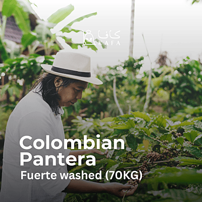 Colombian Pantera Fuerte washed (70KG) - E240211