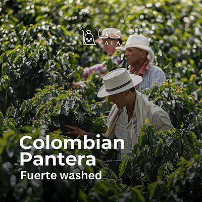 Colombia - Pantera Fuerte Washed (70KG) - E240204