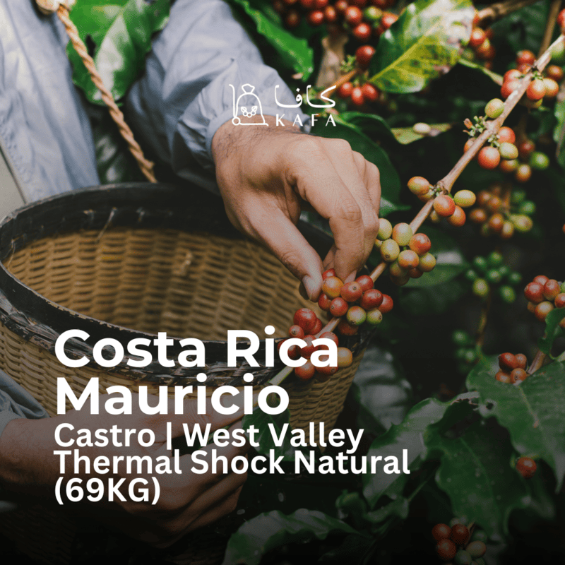 Costa Rica - Mauricio Castro | West Valley Thermal Shock Natural (69KG) - E240191 Costa Rica - Mauricio Castro | West Valley Thermal Shock Natural (69KG) - E240191