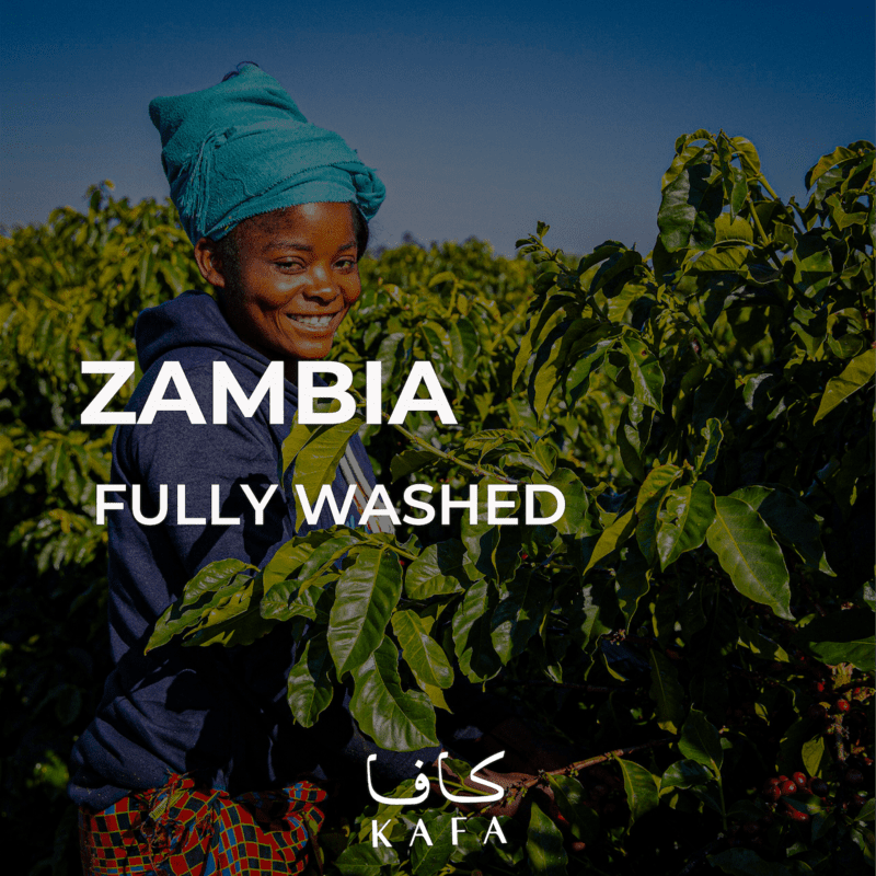 Zambia Fully Washed (60KG) - E230081