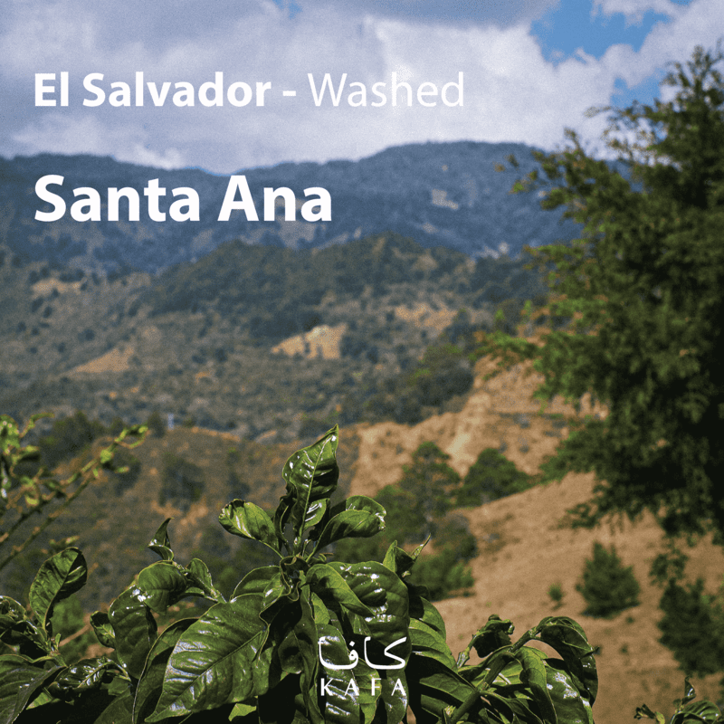 El Salvador Santa Ana Washed (69 KG) - P18565