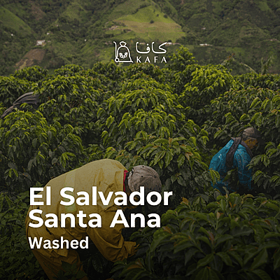 El Salvador - Santa Ana Washed (69KG) - P22882