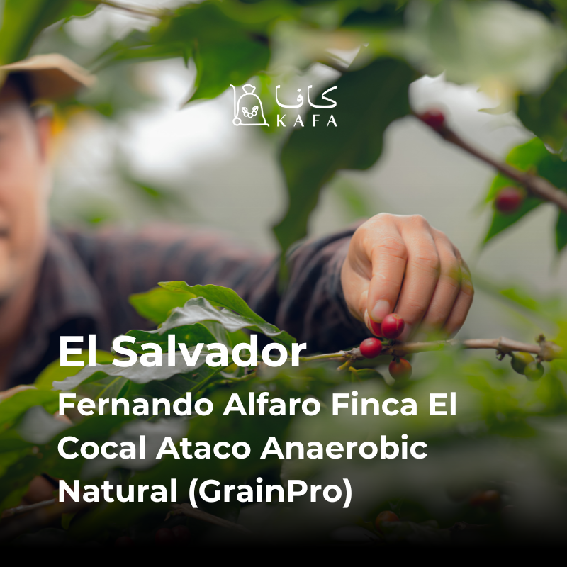 El Salvador-Fernando Alfaro - Finca El Cocal - Ataco - Anaerobic - Natural (GrainPro) (69kg) -P21335 El Salvador-Fernando Alfaro - Finca El Cocal - Ataco - Anaerobic - Natural (GrainPro) (69kg) -P21335