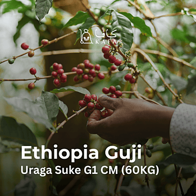 Ethiopia - Guji Uraga Suke G1 CM (60KG) - E240184