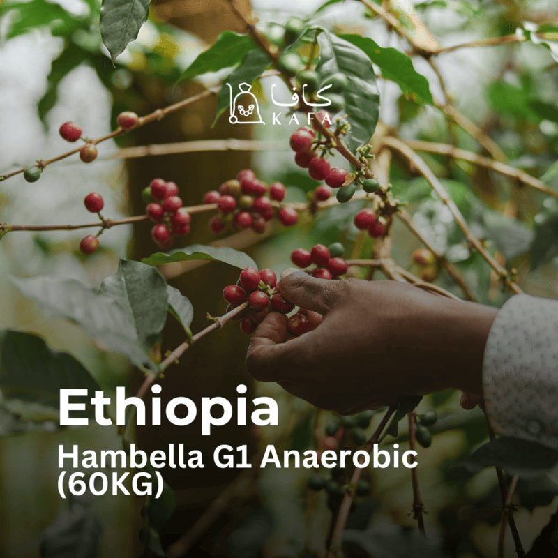 Ethiopia - Hambella G1 Anaerobic (60KG) - E240182 Ethiopia - Hambella G1 Anaerobic (60KG) - E240182