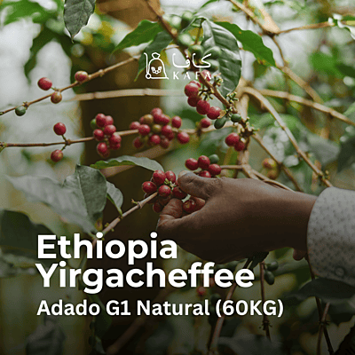 Ethiopia - Yirgacheffee Adado G1 Natural (60KG) - E240181