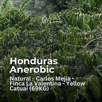 Honduras - Anerobic Natural - Carlos Mejia - Finca La Valentina - Yellow Catuai (69KG) - P22233