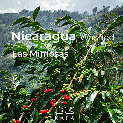 Nicaragua washed SHG EP Fancy Las Mimosas (60KG) - E230043