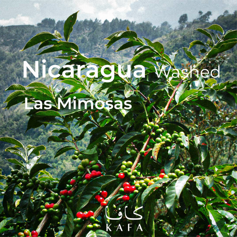 Nicaragua washed SHG EP Fancy Las Mimosas (60KG) - E230043 Nicaragua washed SHG EP Fancy Las Mimosas (60KG) - E230043