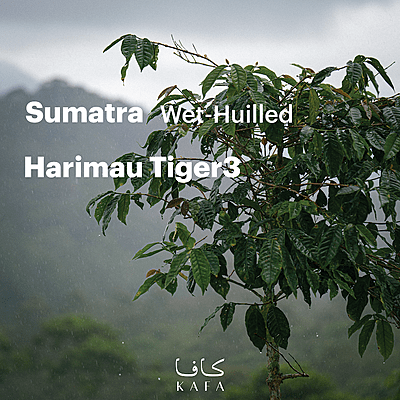 Sumatra-Harimau Tiger3 Wet-Hulled (60Kg) - P18027