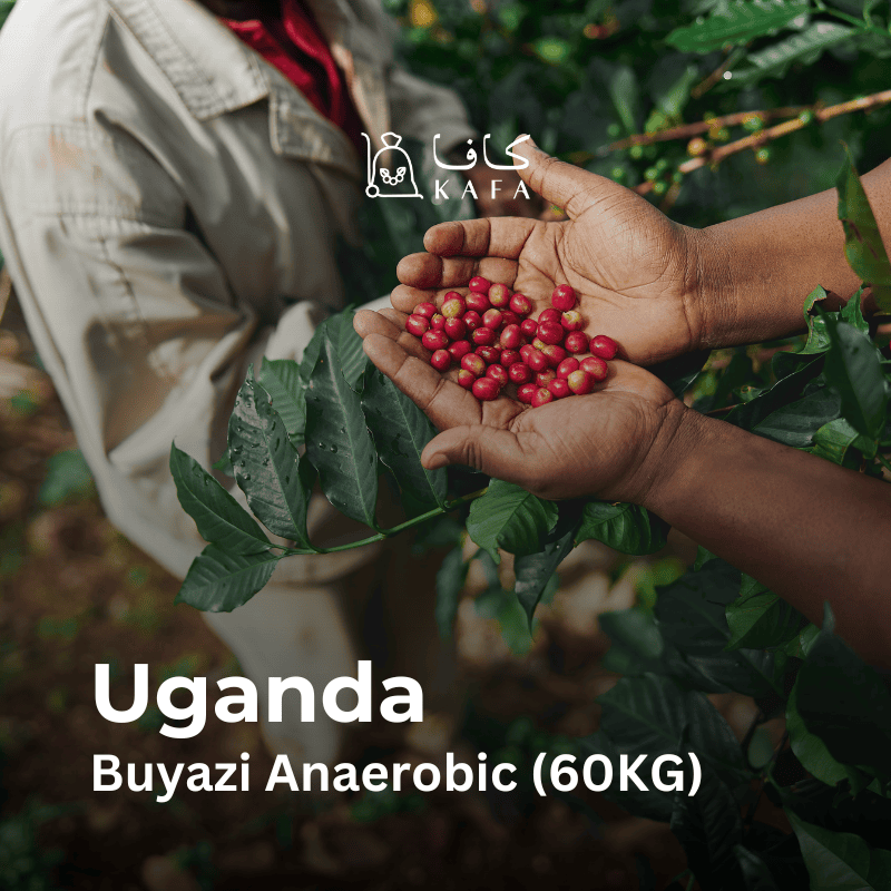 Uganda Buyazi Anaerobic (60KG)- E240142 Uganda Buyazi Anaerobic (60KG)- E240142